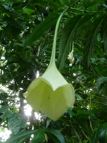 Osa pulchra, photograph 3