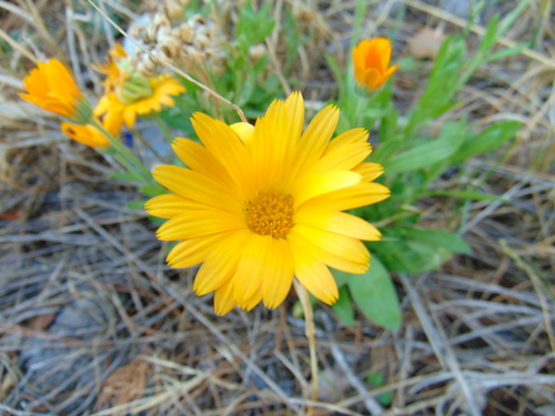 Ljekoviti neven (Calendula officinalis)