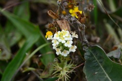 Triphysaria floribunda