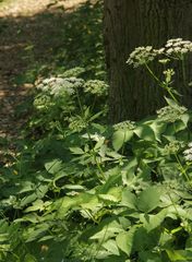 Aegopodium podagraria