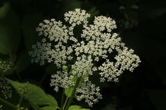 Aegopodium podagraria