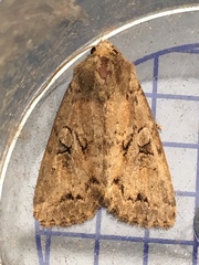 Apterogenum ypsillon