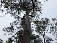 Eucalyptus biturbinata