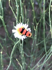 Trichodes bibalteatus