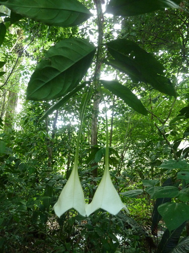 Osa pulchra, photograph 4