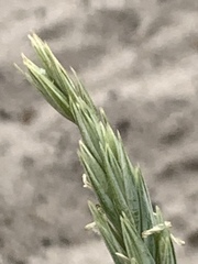 Leymus arenarius