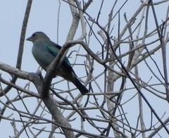Thraupis glaucocolpa