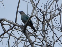 Thraupis glaucocolpa