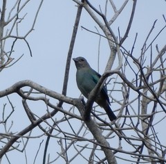 Thraupis glaucocolpa