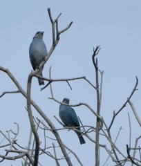 Thraupis glaucocolpa