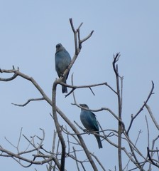 Thraupis glaucocolpa