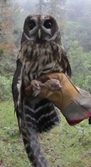 Strix virgata