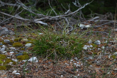 Carex concinna