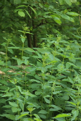 Urtica dioica