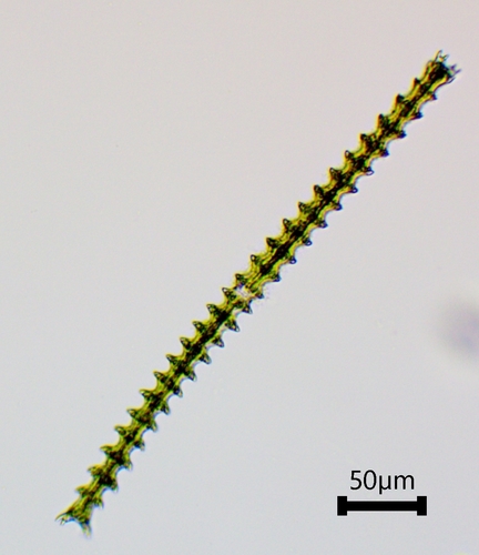 Triploceras gracile