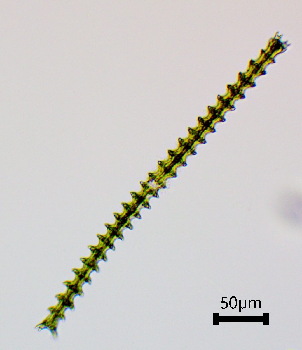 Triploceras gracile