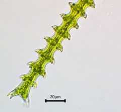 Triploceras gracile