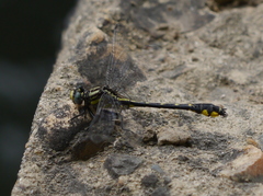 Hylogomphus abbreviatus