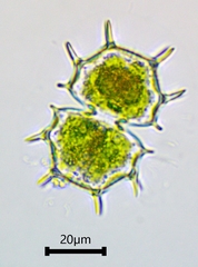 Xanthidium cristatum