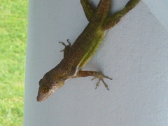 Anolis leachii
