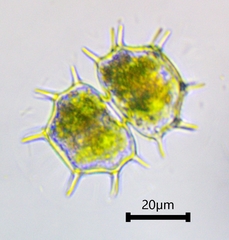 Xanthidium cristatum