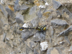 Hylogomphus abbreviatus