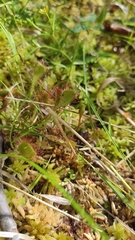 Drosera × obovata