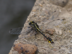 Hylogomphus abbreviatus