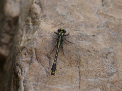 Hylogomphus abbreviatus