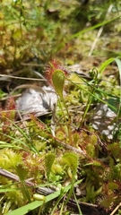 Drosera × obovata