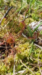 Drosera × obovata