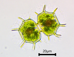 Xanthidium cristatum