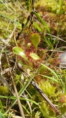 Drosera × obovata