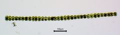 Desmidium