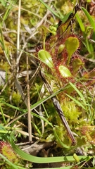 Drosera × obovata