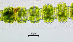 Desmidium