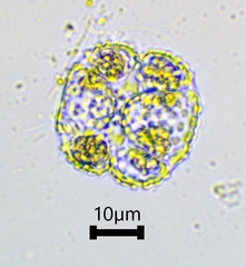 Cosmarium ornatum