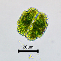 Cosmarium ornatum