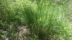 Juncus mexicanus