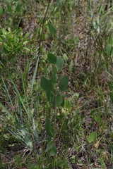Eupatorium mikanioides