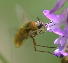 Bombylius mexicanus