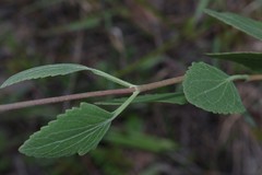 Eupatorium mikanioides