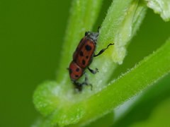 Rhodobaenus tredecimpunctatus