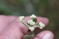 Eupatorium mikanioides