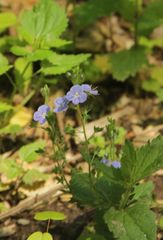 Veronica chamaedrys