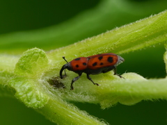 Rhodobaenus tredecimpunctatus