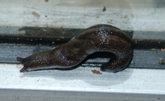 Prophysaon vanattae