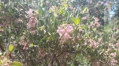 Arctostaphylos pringlei drupacea
