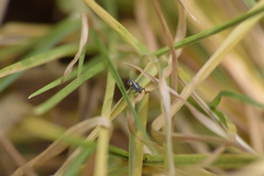 Hippodamia convergens
