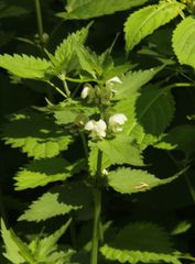 Lamium album